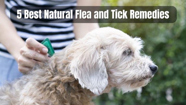 5 Best Natural Flea and Tick Remedies