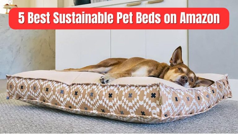 5 Best Sustainable Pet Beds on Amazon